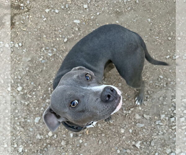 Medium Photo #2 American Pit Bull Terrier-Unknown Mix Puppy For Sale in Corning, AR, USA