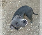 Small #1 American Pit Bull Terrier Mix