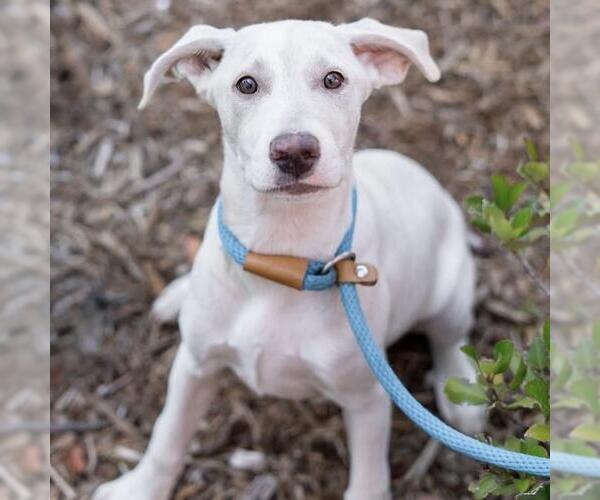 Medium Photo #9 Labrador Retriever-Unknown Mix Puppy For Sale in San Diego, CA, USA