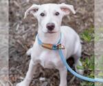 Small #8 Labrador Retriever Mix