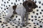 Small Photo #4 German Shorthaired Pointer Puppy For Sale in BLAINSPORT, PA, USA