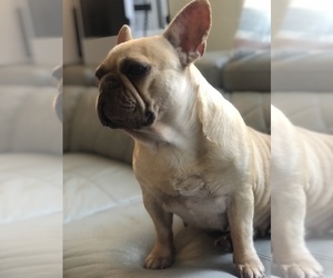 French Bulldog Puppy for sale in CLEVELAND, NC, USA
