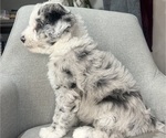 Small Photo #6 Sheepadoodle Puppy For Sale in HUNTINGTON BEACH, CA, USA