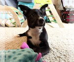 Small #15 Labrador Retriever Mix