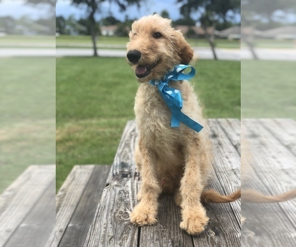 Medium Photo #1 Goldendoodle Puppy For Sale in KISSIMMEE, FL, USA