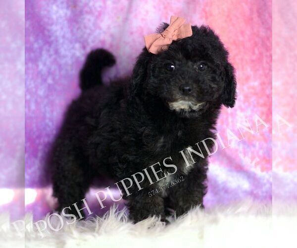 Medium Photo #10 Goldendoodle (Miniature) Puppy For Sale in WARSAW, IN, USA