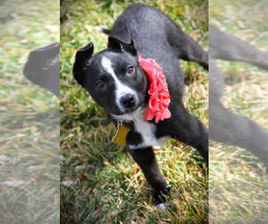 Mutt Dogs for adoption in Sandy, UT, USA