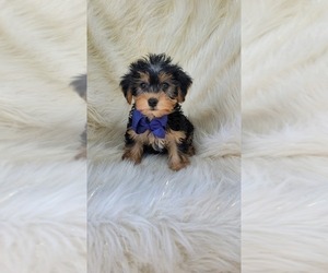 Yorkshire Terrier Puppy for sale in INDIANAPOLIS, IN, USA