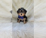 Small Yorkshire Terrier