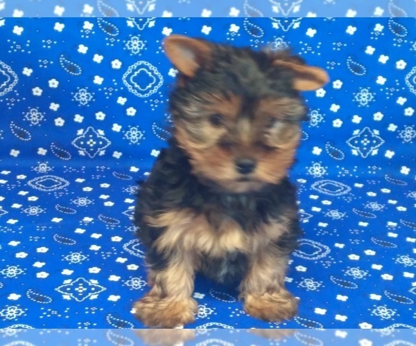 Medium Photo #2 Yorkshire Terrier Puppy For Sale in ADDISON, TX, USA