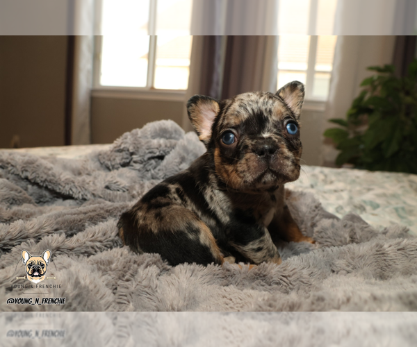 Medium Photo #4 French Bulldog Puppy For Sale in SACRAMENTO, CA, USA
