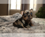 Small #3 French Bulldog