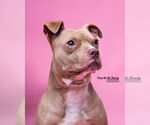 Small #13 American Pit Bull Terrier Mix