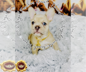English Bulldog Puppy for sale in ATHENS, GA, USA