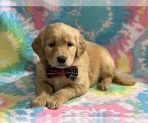Golden Retriever Puppy for sale in LANCASTER, PA, USA