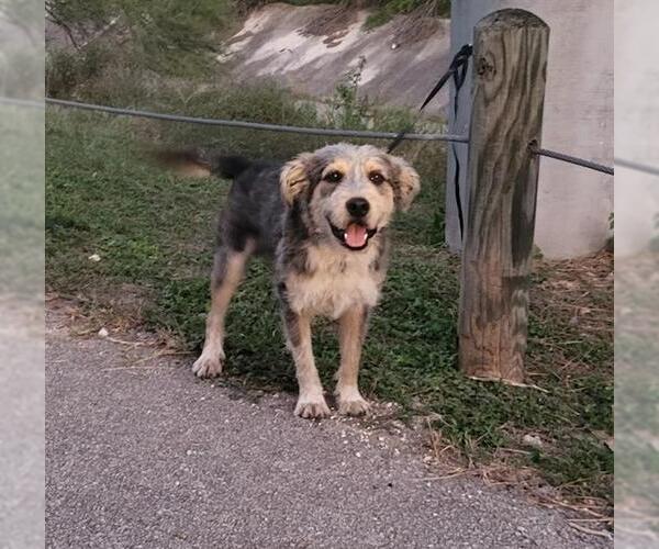 Medium Photo #1 Mutt Puppy For Sale in San Antonio, TX, USA