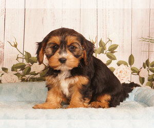 Cavachon Puppy for sale in PENNS CREEK, PA, USA