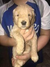 Goldendoodle Puppy for sale in VONORE, TN, USA