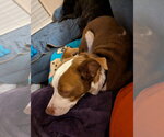 Small Photo #9 Rat Terrier-Unknown Mix Puppy For Sale in Holly Springs, NC, USA