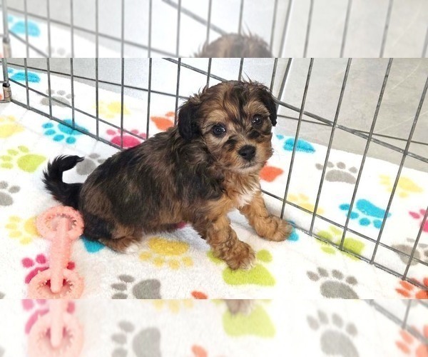 Medium Photo #1 Havapoo Puppy For Sale in ORO VALLEY, AZ, USA