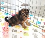 Image preview for Ad Listing. Nickname: Rex