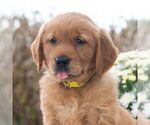 Small Golden Retriever