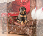 Small Photo #1 Doberman Pinscher Puppy For Sale in ONARGA, IL, USA