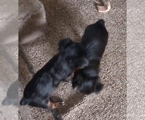 Medium Photo #1 Yorkshire Terrier Puppy For Sale in DEER PARK, WI, USA