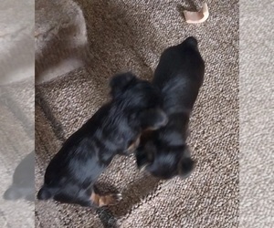 Yorkshire Terrier Litter for sale in DEER PARK, WI, USA