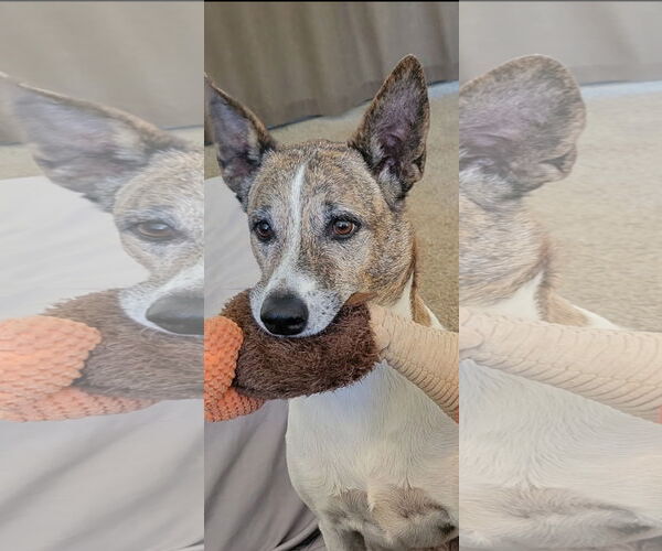 Medium Photo #2 Australian Shepherd-Unknown Mix Puppy For Sale in Chandler, AZ, USA