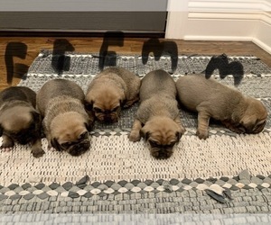 Puggle Puppy for sale in DILLWYN, VA, USA