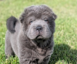 Chinese Shar-Pei Puppy for sale in SOUTHSIDE, TN, USA
