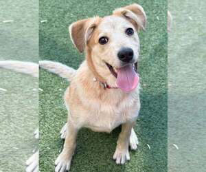 Mutt Dogs for adoption in Woodbury, NY, USA