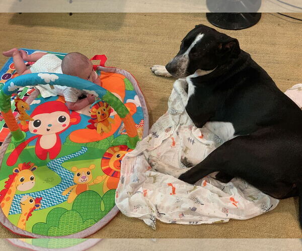 Medium Photo #13 Australian Shepherd-Maremma Sheepdog Mix Puppy For Sale in Dana Point, CA, USA