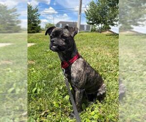 Pug-Unknown Mix Dogs for adoption in Center Township, PA, USA