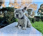 Small Photo #212 French Bulldog Puppy For Sale in HAYWARD, CA, USA
