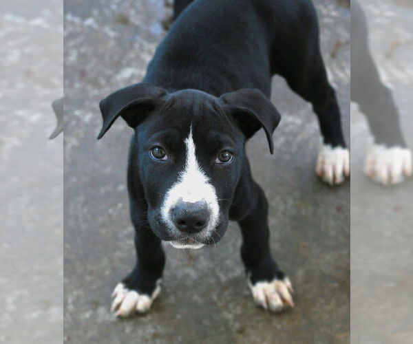 Medium Photo #8 Chinese Shar-Pei-Labrador Retriever Mix Puppy For Sale in Attalka, AL, USA