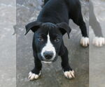 Small #7 Chinese Shar-Pei-Labrador Retriever Mix