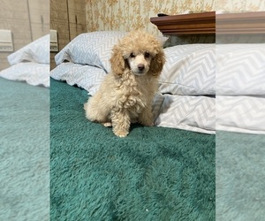 Poodle (Toy) Puppy for sale in WINSTON SALEM, NC, USA