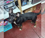 Small #34 American Pit Bull Terrier-German Shepherd Dog Mix