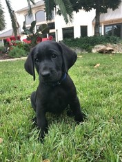 Labrador Retriever Puppy for sale in MARION, TX, USA