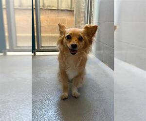 Papillon-Unknown Mix Dogs for adoption in Alameda, CA, USA