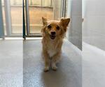 Small Papillon Mix