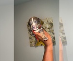 Puppy Red American Bully