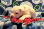 Small Photo #251 Dogo Argentino Puppy For Sale in PINEVILLE, MO, USA