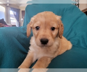 Golden Retriever Puppy for sale in CHEYENNE, WY, USA