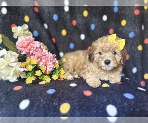 ShihPoo Puppy for sale in LAKELAND, FL, USA