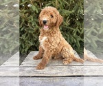 Small #5 Goldendoodle (Miniature)