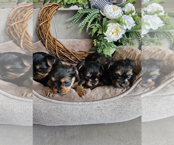 Medium Photo #7 Yorkshire Terrier Puppy For Sale in SALEM, OR, USA