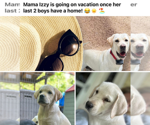 Labrador Retriever Puppy for sale in LOUISBURG, NC, USA